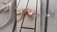 VIDEO: Rybár chytil morského tvora, ktorý sa nepodobá na žiadny známy druh