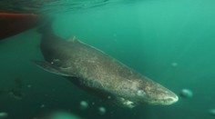 Vedci objavili podvodný zázrak! Najstarší žralok má viac ako 400 rokov