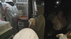 Veľká razia veterinárov v psej fabrike. Odobrali takmer ďalších 300 psov