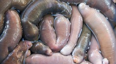 FOTO: Argentínske pláže zaplavili tisícky bizarných tvorov. Pripomínajú nadrozmerné penisy