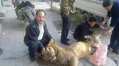 Zúfalí Sýrčania! Od hladu už jedia zvieratá zo ZOO