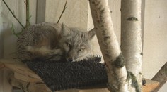 Uvažovali, že ho utratia. Lišiak pôvodom z Mongolska si u nás našiel nový domov