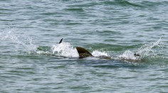 VIDEO: Ľudia nakrútili smrtiaci útok žraloka v Stredozemnom mori. Muž doplatil na osudovú chybu
