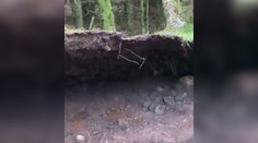 VIDEO: Psíčkara zaskočil nevídaný prírodný jav. Silný vietor nadvihoval časť lesa