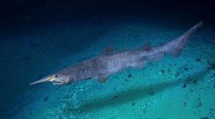 VIDEO: Zázrak z hlbín. Rybári pri Kanárskych ostrovoch zaznamenali extrémne vzácneho žraloka
