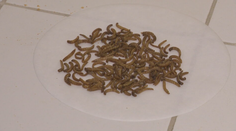 Vyskúšali sme, ako chutí hmyz. Odborníčka naznačuje, že červíky či kobylky sú jedlom budúcnosti