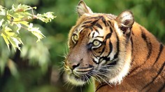 Vedci zrejme rozlúskli záhadu rozličných farieb očí mačkovitých šeliem. Má za tým byť jeden predok