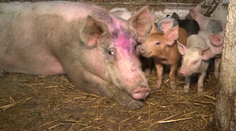 Najbrutálnejší prípad týrania prasiat. Mladíci im robili zverstvá