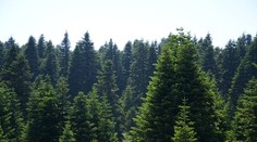 Borovice na Slovensku žltnú. Výskum odhalil, čo ich napáda