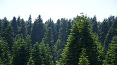 Borovice na Slovensku žltnú. Výskum odhalil, čo ich napáda