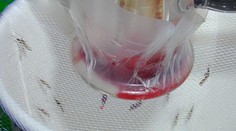 Na Slovensku sa tento rok zaznamenal jeden prípad horúčky dengue