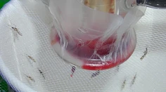Na Slovensku sa tento rok zaznamenal jeden prípad horúčky dengue