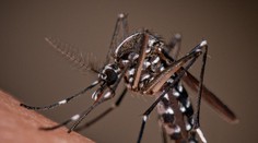 Alarmujúce zistenie vedcov. Tropická choroba, ktorá spôsobuje neznesiteľné bolesti, sa môže šíriť vo väčšine Európy