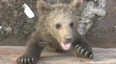 Záchranná akcia z Tatier. Medvedieho drobca vyťahovali z kontajnera