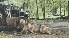 VIDEO: Na ošetrovateľa sa pred zrakmi turistov vrhla svorka levov. Desivú scénu zachytili na kameru