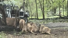 VIDEO: Na ošetrovateľa sa pred zrakmi turistov vrhla svorka levov. Desivú scénu zachytili na kameru