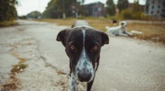 Psy z Černobyľu prežili jadrovú haváriu aj snahy o vyhubenie. Teraz sú odkázané na pomoc od ľudí