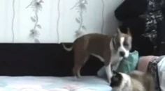 Skrytá kamera prezradila, čo pes vyvádza, keď pán nie je doma
