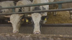 Utratili tisícky zvierat, poisťovne evidujú miliónové škody. Ako je na tom odškodňovanie slintačky?