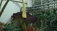 Raritná udalosť v bratislavskej botanickej záhrade. Zvedavci čakali v dlhom rade niekoľko hodín