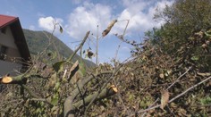 Energetici vyrúbali 43-ročné ovocné stromy. Ľuďom to však dali vedieť