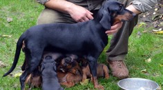 V Michalovciach vyšľachtili nové plemeno. Hádajte, aké rasy skrížili