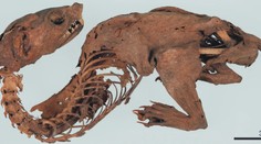 Odborníci konečne prišli na kĺb záhade starovekého „mumifikovaného draka“. Také rozuzlenie nik nečakal