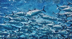 Užívanie omega-3 mastných kyselín má na krvný tlak podobný vplyv ako zmena životného štýlu