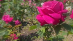 Arborétum láka návštevníkov na jedinečnú výstavu. Je plné rozkvitnutých voňavých ruží