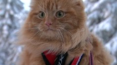 Nórska mačka má neobvyklý talent. Jesper sa správa úplne ako pes