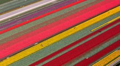 Nádhera. Holandské polia vyzerajú ako namaľované