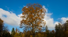 Vedci našli v Bratislave hubu, ktorá likviduje javory. Nebezpečná je aj pre ľudí