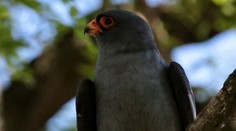 Pri Trnave objavili nečakaný poklad