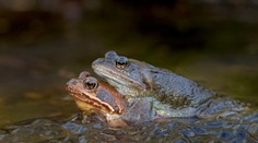 Keď sa nechcú páriť, predstierajú smrť. Niektoré samičky žiab sa dokonca tvária, že sú samce