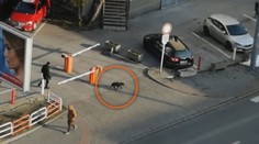 Venčenie v bratislavskom Ružinove sa pre mnohých psíčkarov zmenilo na prechod vojnovou zónou