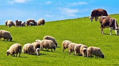 Na Novom Zélande chcú presadiť novú schému. Farmári budú platiť za prdenie a grganie hospodárskych zvierat