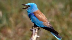 Na Slovensko sa po 10 rokoch vrátil drahokam medzi vtákmi. Patrí medzi najohrozenejšie druhy