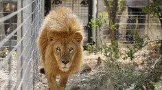 Zachránili 33 levov týraných v cirkusoch v Kolumbii a Peru