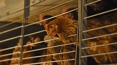 Väčšina sliepok znáša u nás vajcia v klietkach, život prežijú na ploche s veľkosťou papiera A4