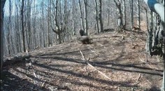 Muž zo známeho videa, ktorý sa pred medvedicou bránil valaškou, dostal pokutu. Porušil totiž pravidlá