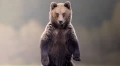 Medveď na päť metrov aj vysnívaný grizzly. Slovenský fotograf šeliem odhalil výninočné zážitky