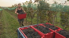 Rodina vyrába víno už 90 rokov a stále tradičným spôsobom svojich predkov