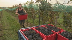 Rodina vyrába víno už 90 rokov a stále tradičným spôsobom svojich predkov