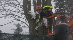 Na strednom Slovensku pribudnú samosprávam starosti so stromami a kríkmi. Energetici im už nepomôžu