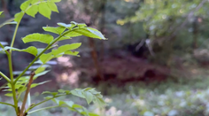 Požiar v lese pri Rudne nad Hronom odhalil hororový nález. Hasiči objavili obhorené ľudské ostatky