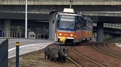 Videá diviakov v Bratislave sú hitom na internete. Prečítajte si, čo máte robiť, ak ich uvidíte