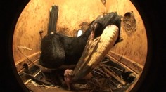 Má krídla, roh na hlave a škrieka. V Košiciach odchovali prvé mláďa zobákorožca