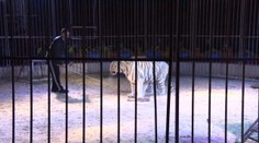 Cirkusanti chcú presvedčiť ochranárov: Ukázali, ako vyzerá drezúra