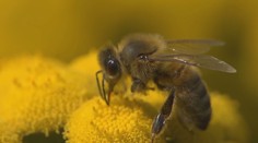 Kliešťov, ôs či komárov je na konci leta na Slovensku viac. Niektoré sú mimoriadne nebezpečné