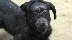 Jednooká kozička sa stala senzáciou. Ľudia veria, že je božím darom